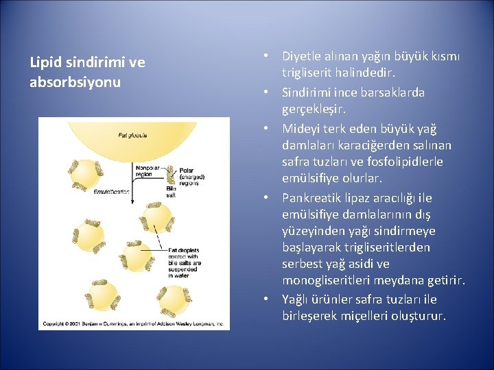 Lipid sindirimi ve absorbsiyonu • Diyetle alınan yağın büyük kısmı trigliserit halindedir. • Sindirimi