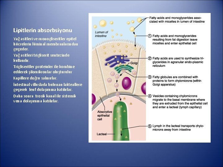 Lipitlerin absorbsiyonu Yağ asitleri ve monogliseritler epitel hücrelerin lüminal membranlarından geçerler. Yağ asitleri trigliserit