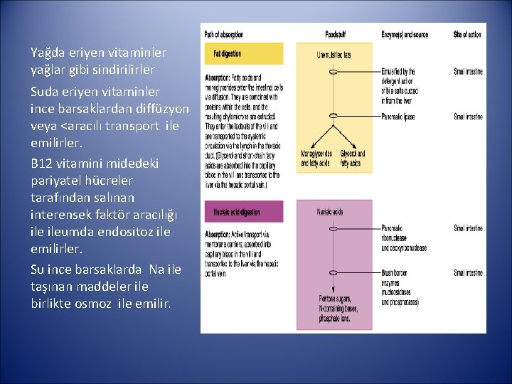 Yağda eriyen vitaminler yağlar gibi sindirilirler Suda eriyen vitaminler ince barsaklardan diffüzyon veya <aracılı