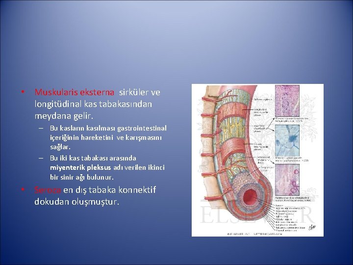  • Muskularis eksterna sirküler ve longitüdinal kas tabakasından meydana gelir. – Bu kasların