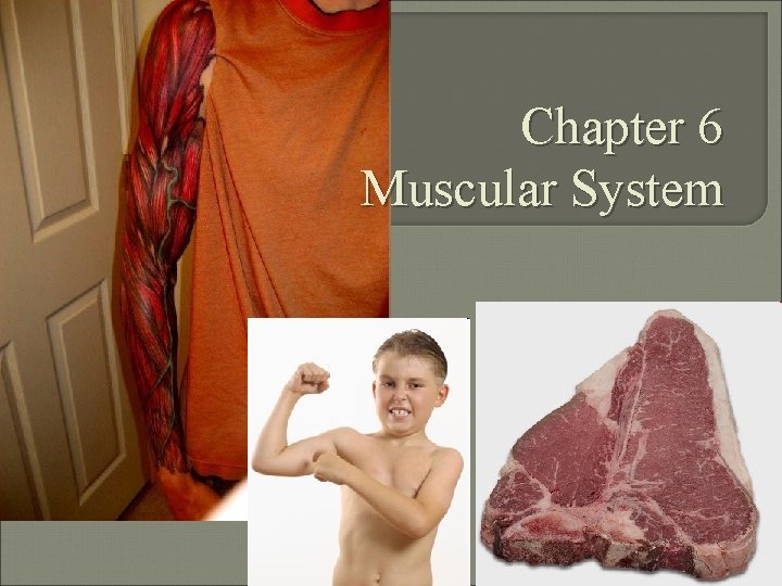 Chapter 6 Muscular System 