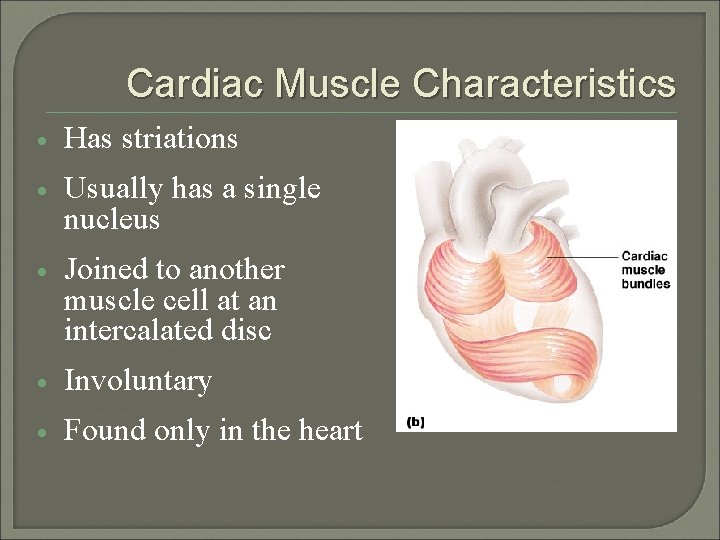 Cardiac Muscle Characteristics · Has striations · Usually has a single nucleus · Joined