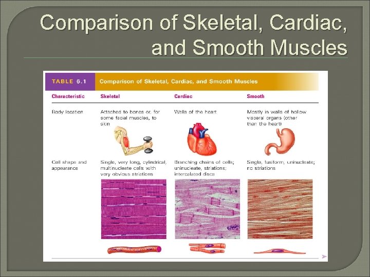 Comparison of Skeletal, Cardiac, and Smooth Muscles 