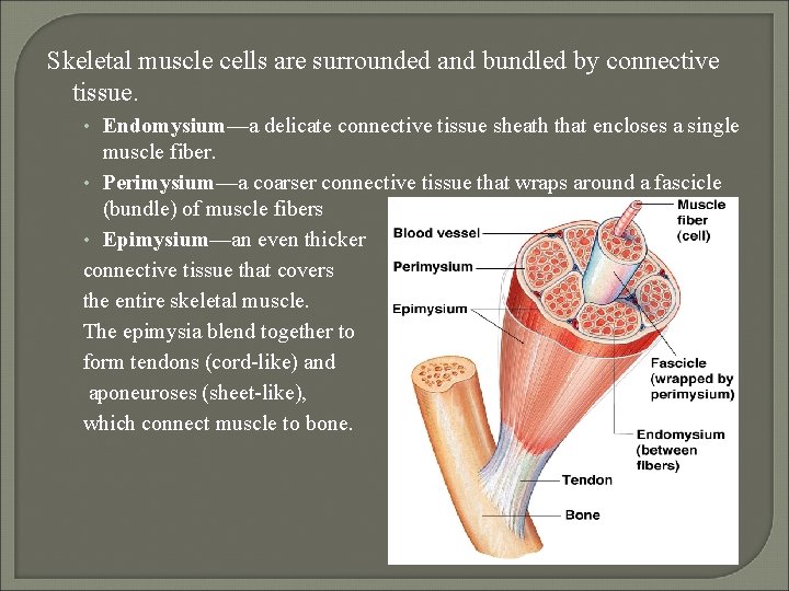 Skeletal muscle cells are surrounded and bundled by connective tissue. • Endomysium—a delicate connective