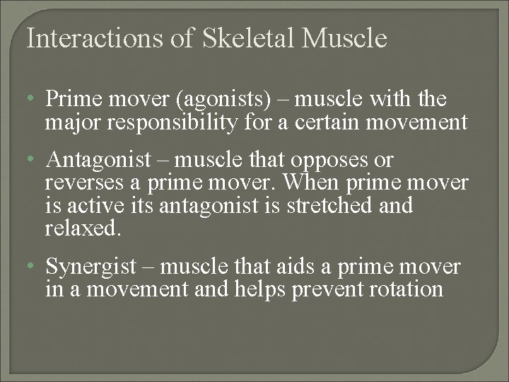Interactions of Skeletal Muscle • Prime mover (agonists) – muscle with the major responsibility