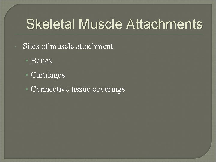 Skeletal Muscle Attachments Sites of muscle attachment • Bones • Cartilages • Connective tissue