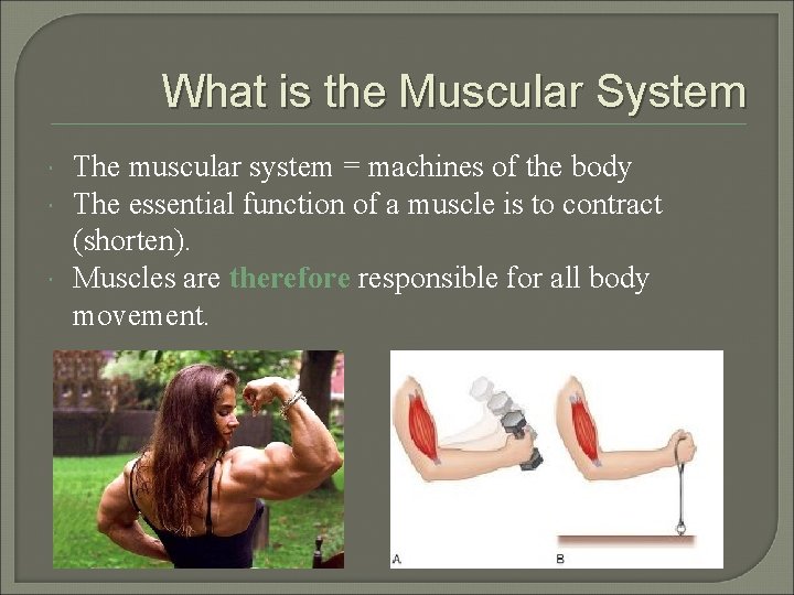 What is the Muscular System The muscular system = machines of the body The