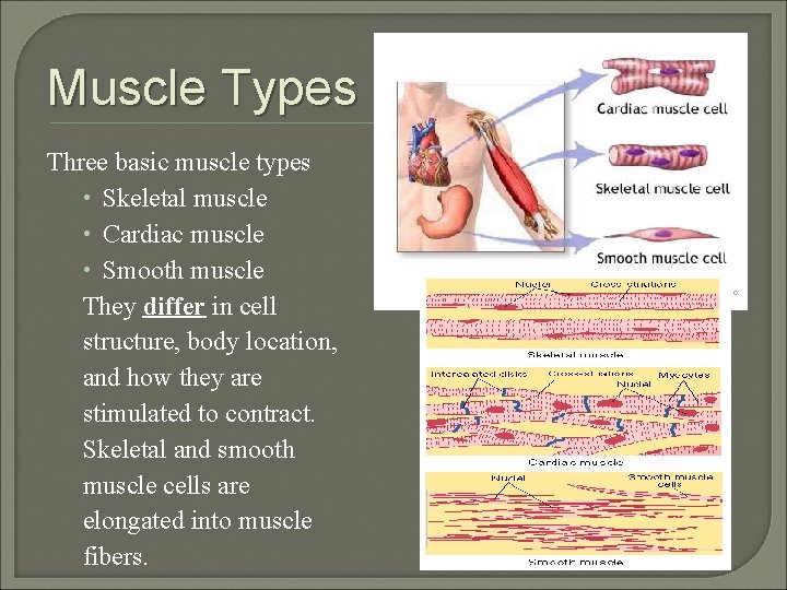 Muscle Types Three basic muscle types • Skeletal muscle • Cardiac muscle • Smooth
