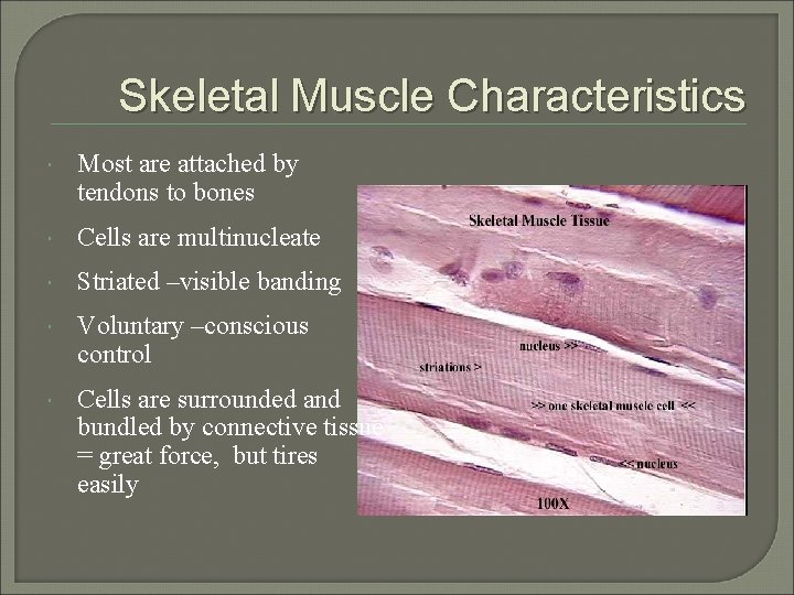 Skeletal Muscle Characteristics Most are attached by tendons to bones Cells are multinucleate Striated