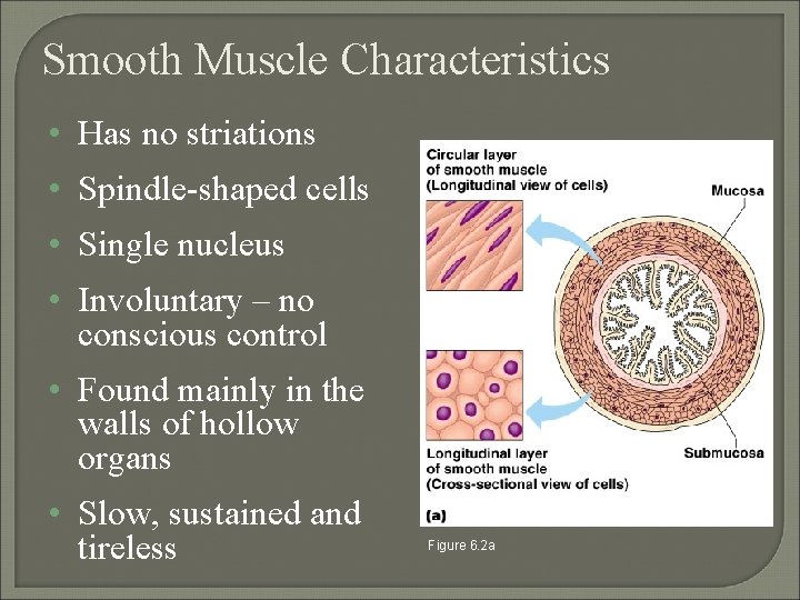 Smooth Muscle Characteristics • Has no striations • Spindle-shaped cells • Single nucleus •