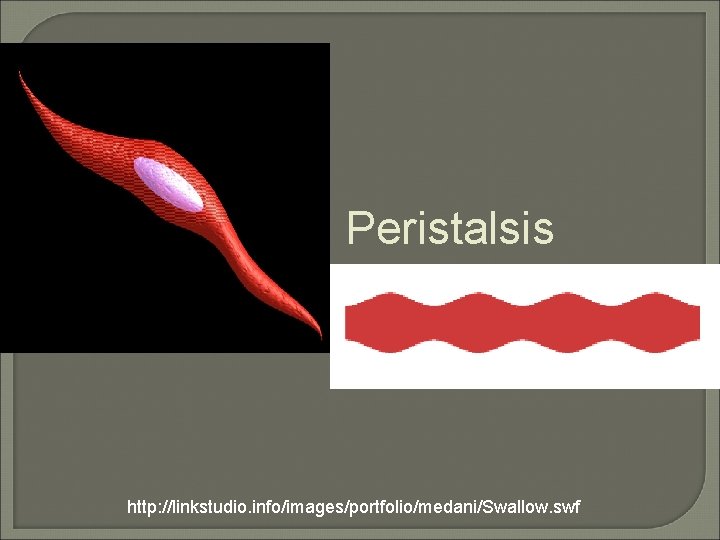 Peristalsis http: //linkstudio. info/images/portfolio/medani/Swallow. swf 