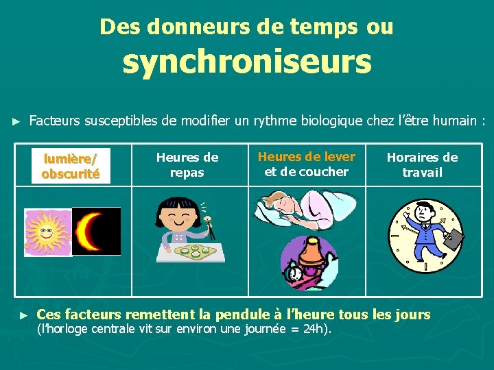 Des donneurs de temps ou synchroniseurs ► Facteurs susceptibles de modifier un rythme biologique