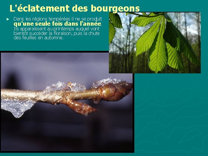 L'éclatement des bourgeons ► Dans les régions tempérées il ne se produit qu'une seule