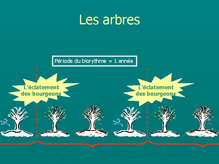 Les arbres Période du biorythme = 1 année L'éclatement des bourgeons 