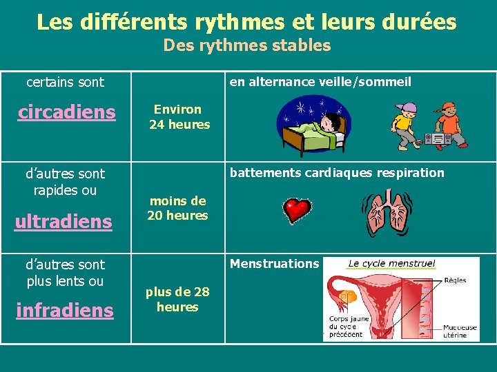 Les différents rythmes et leurs durées Des rythmes stables certains sont circadiens d’autres sont