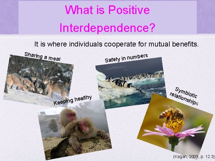 What is Positive Interdependence? It is where individuals cooperate for mutual benefits. Sharing a What is Positive Interdependence? It is where individuals cooperate for mutual benefits. Sharing a