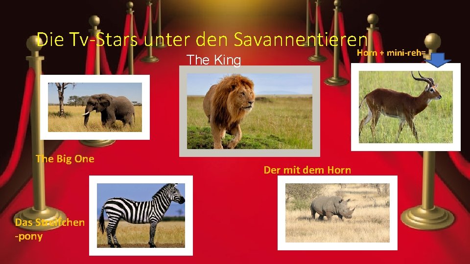 Die Tv-Stars unter den Savannentieren Horn + mini-reh= The King The Big One Das