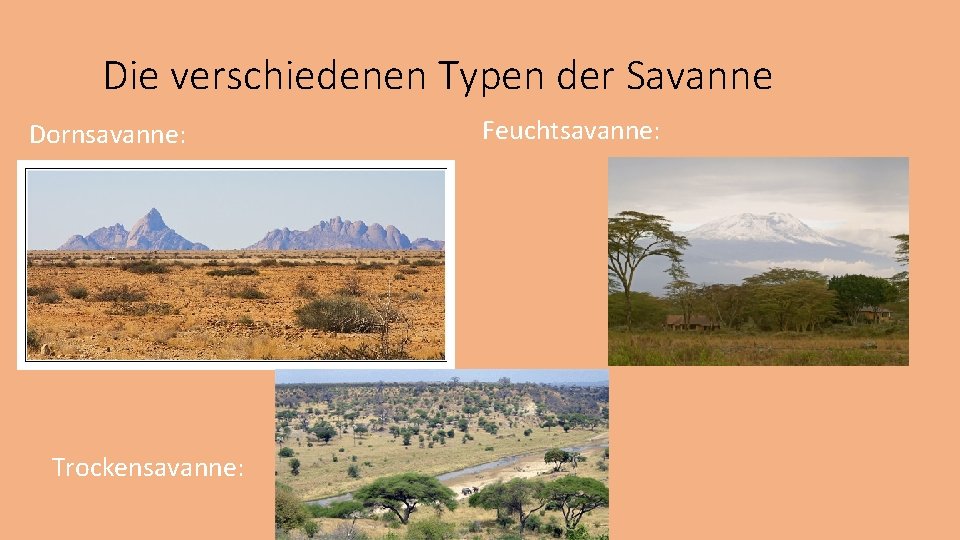 Die verschiedenen Typen der Savanne Dornsavanne: Trockensavanne: Feuchtsavanne: 