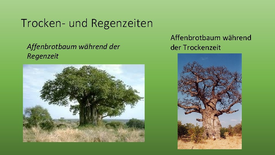 Trocken- und Regenzeiten Affenbrotbaum während der Regenzeit Affenbrotbaum während der Trockenzeit 