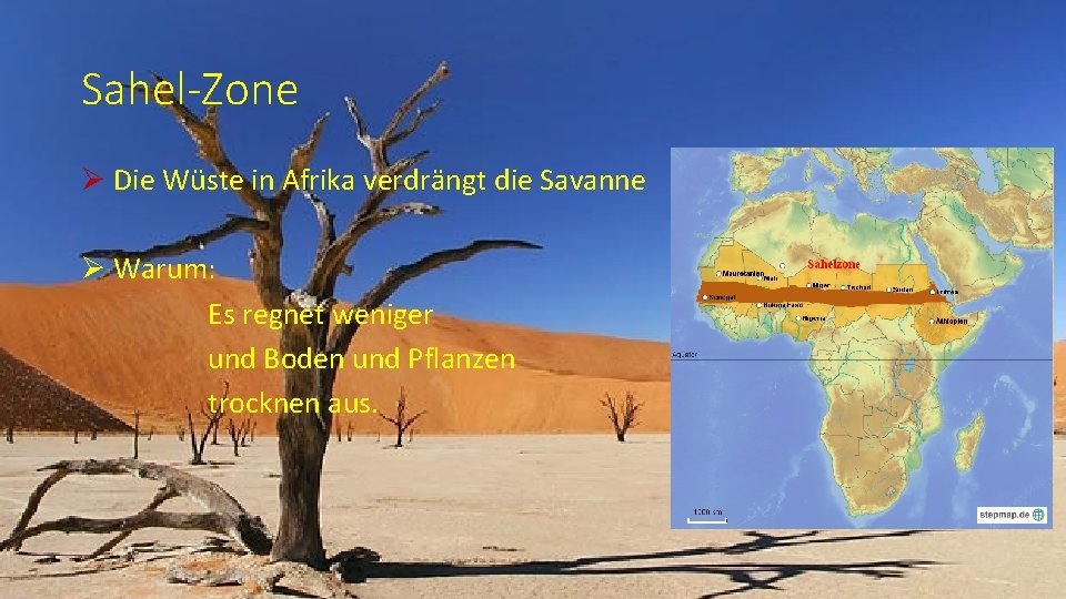 Sahel-Zone Ø Die Wüste in Afrika verdrängt die Savanne Ø Warum: Es regnet weniger