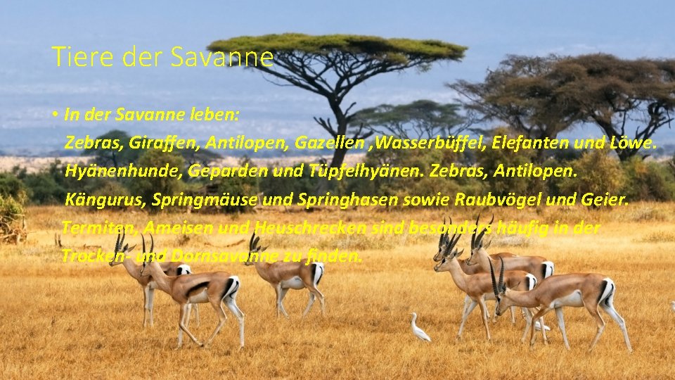 Tiere der Savanne • In der Savanne leben: Zebras, Giraffen, Antilopen, Gazellen , Wasserbüffel,