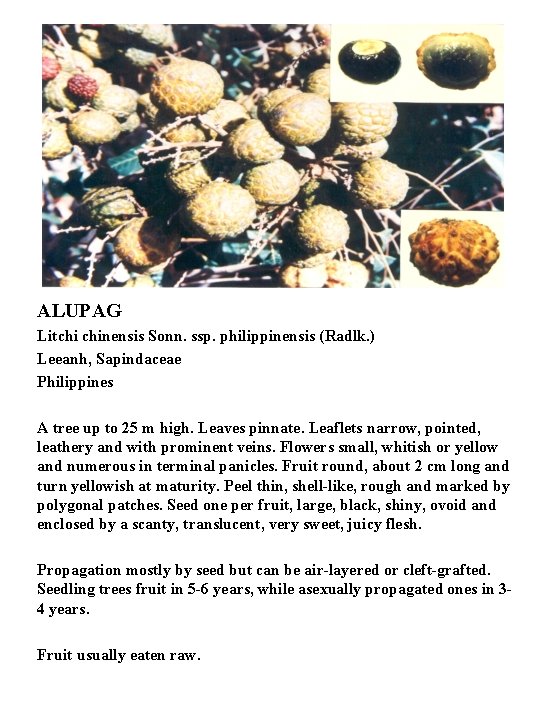 ALUPAG Litchi chinensis Sonn. ssp. philippinensis (Radlk. ) Leeanh, Sapindaceae Philippines A tree up