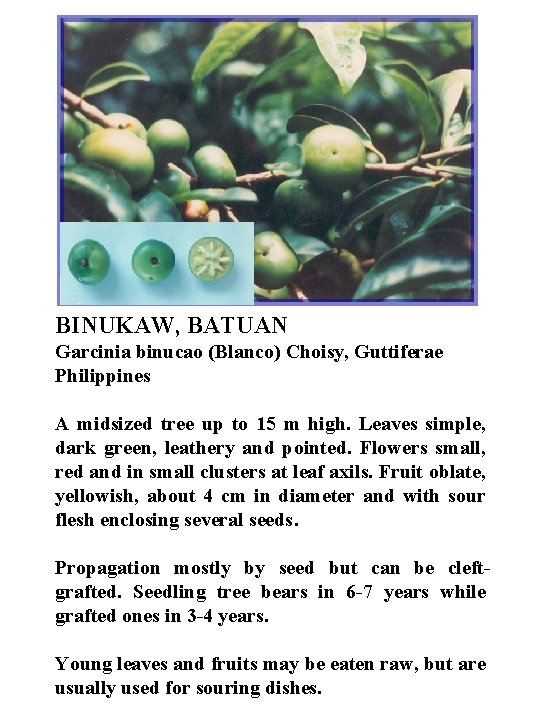 BINUKAW, BATUAN Garcinia binucao (Blanco) Choisy, Guttiferae Philippines A midsized tree up to 15