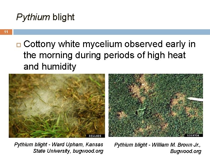 Pythium blight 11 Cottony white mycelium observed early in the morning during periods of