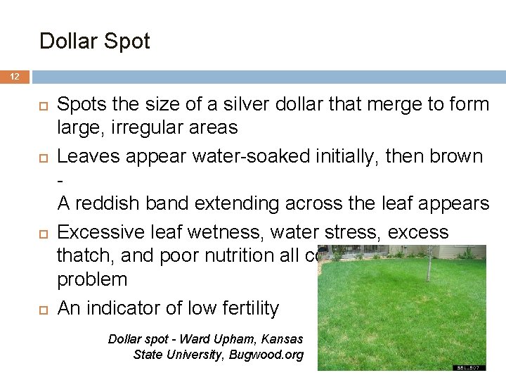 Dollar Spot 12 Spots the size of a silver dollar that merge to form