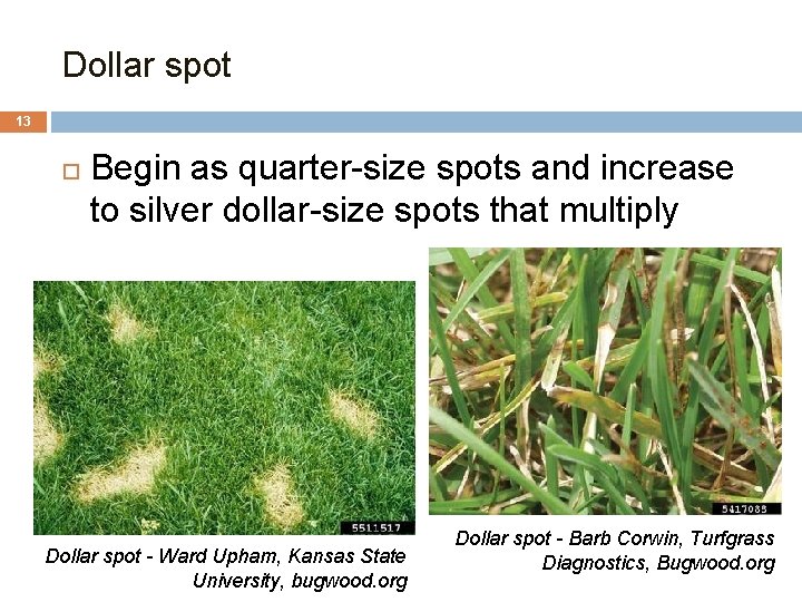 Dollar spot 13 Begin as quarter-size spots and increase to silver dollar-size spots that