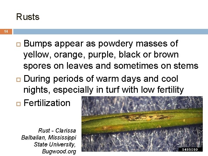 Rusts 14 Bumps appear as powdery masses of yellow, orange, purple, black or brown