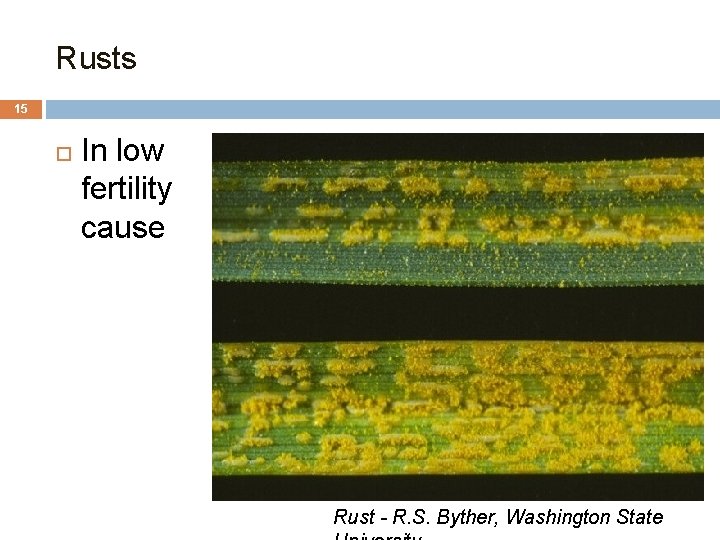 Rusts 15 In low fertility cause Rust - R. S. Byther, Washington State 