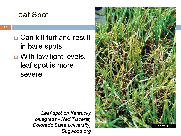 Leaf Spot 17 Can kill turf and result in bare spots With low light