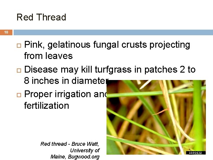 Red Thread 18 Pink, gelatinous fungal crusts projecting from leaves Disease may kill turfgrass