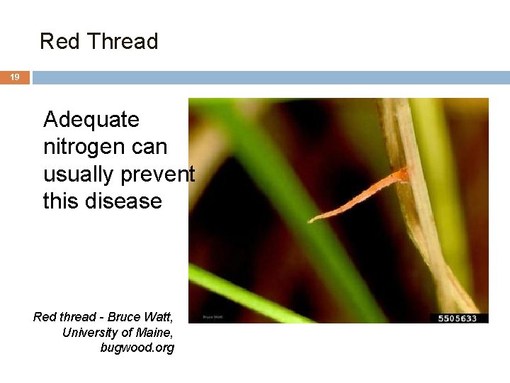 Red Thread 19 Adequate nitrogen can usually prevent this disease Red thread - Bruce