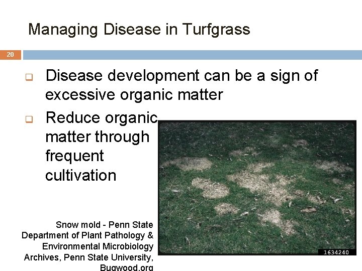 Managing Disease in Turfgrass 20 q q Disease development can be a sign of