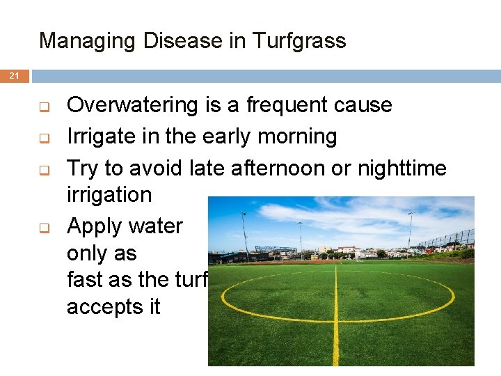 Managing Disease in Turfgrass 21 q q Overwatering is a frequent cause Irrigate in