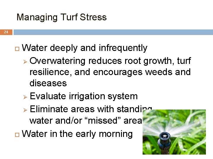 Managing Turf Stress 24 Water deeply and infrequently Ø Overwatering reduces root growth, turf