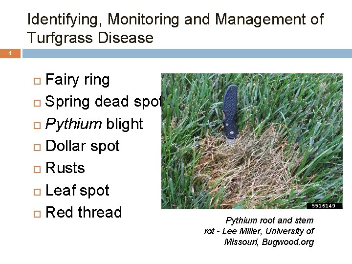 Identifying, Monitoring and Management of Turfgrass Disease 4 Fairy ring Spring dead spot Pythium