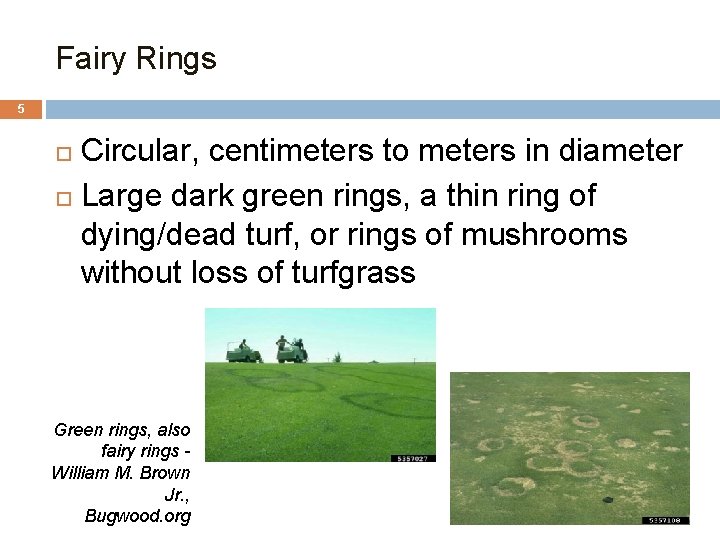 Fairy Rings 5 Circular, centimeters to meters in diameter Large dark green rings, a