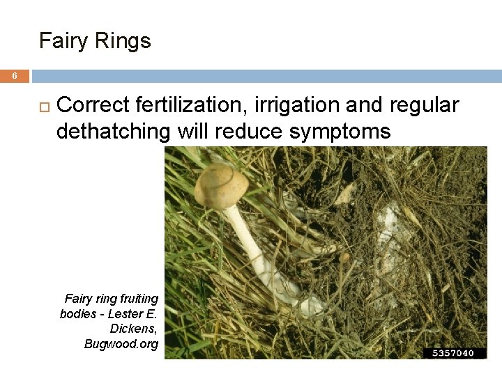 Fairy Rings 6 Correct fertilization, irrigation and regular dethatching will reduce symptoms Fairy ring