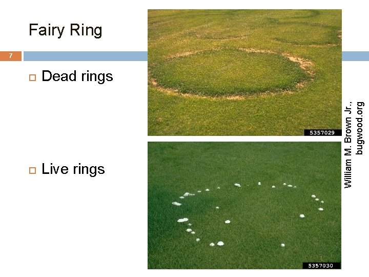 Fairy Ring Dead rings Live rings William M. Brown Jr. , bugwood. org 7