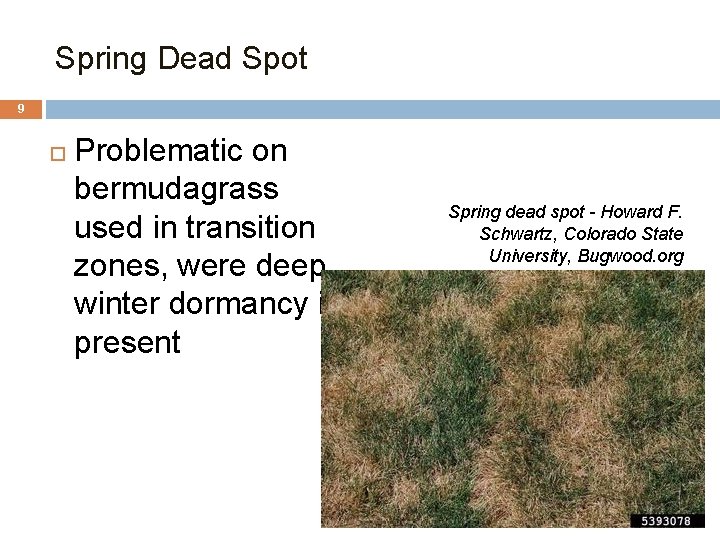 Spring Dead Spot 9 Problematic on bermudagrass used in transition zones, were deep winter