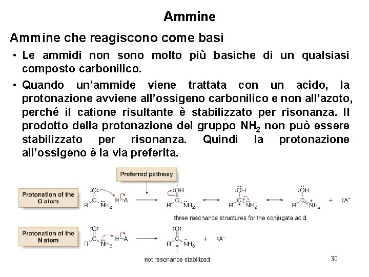Ammine che reagiscono come basi • Le ammidi non sono molto più basiche di