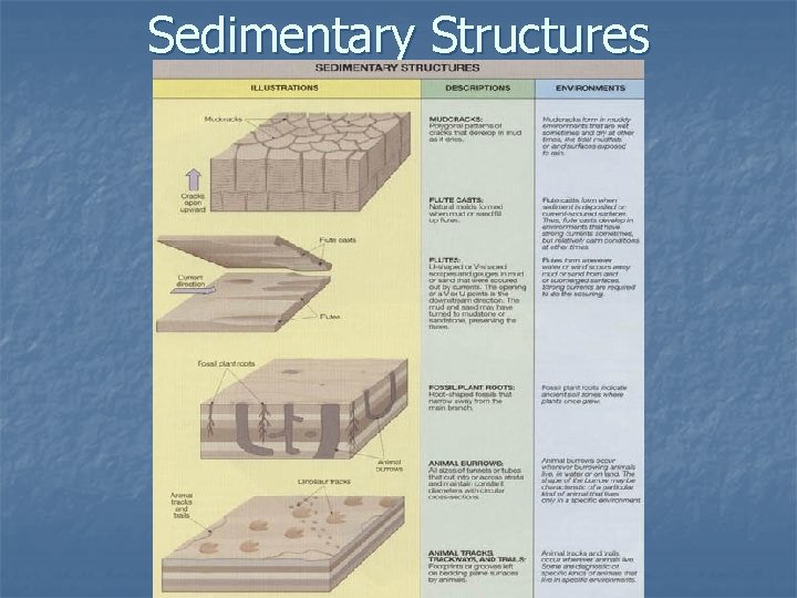 Sedimentary Structures 