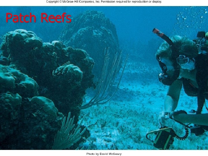 Patch Reefs 