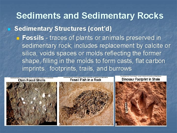 Sediments and Sedimentary Rocks n Sedimentary Structures (cont’d) n Fossils - traces of plants