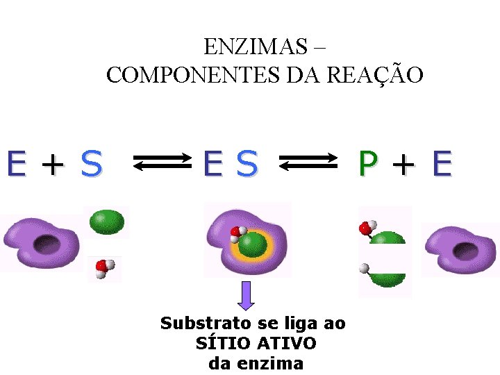 ENZIMAS – COMPONENTES DA REAÇÃO E+S ES Substrato se liga ao SÍTIO ATIVO da