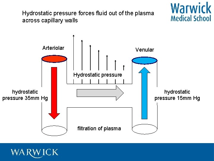 Hydrostatic pressure forces fluid out of the plasma across capillary walls Arteriolar Venular Hydrostatic