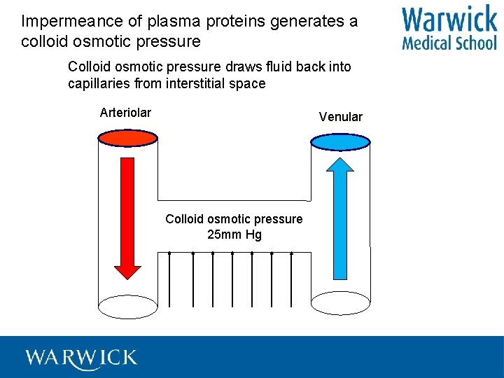 Impermeance of plasma proteins generates a colloid osmotic pressure Colloid osmotic pressure draws fluid